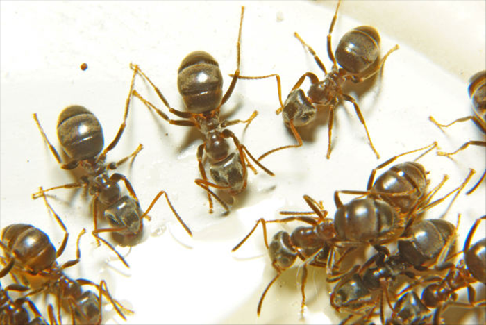 נסו לחסום את כל הסדקים והחורים שמהם הנמלים יוכלו להגיע בעזרת חומר אוטם.
